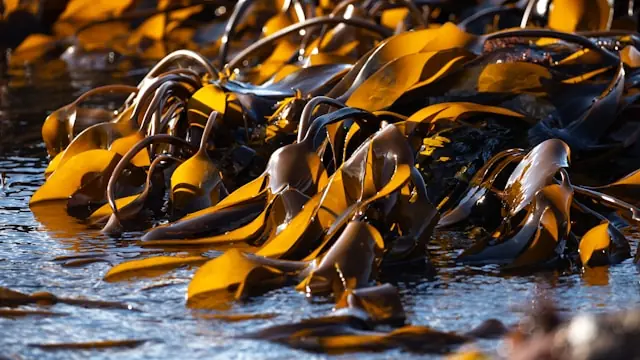 Naturvidenskabelige foredrag Århus Universitet  Tang ved marinbiolog Annette Bruhn — KU.BE, Frederiksberg
