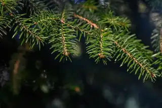 The Library's Nature Children