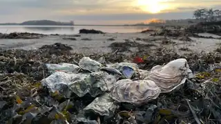 Охота на устриц на Зеландии 20/3