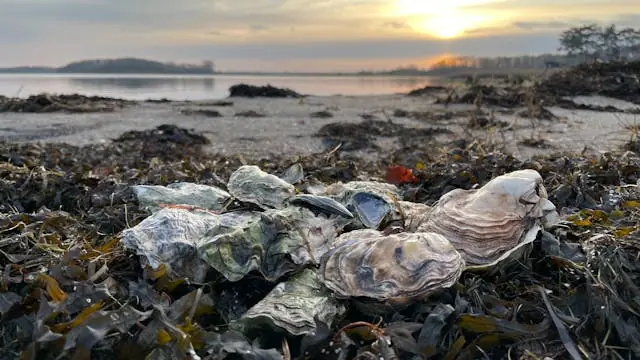 Oyster Hunting on Zealand 20/3 — Isefjord, Holbæk