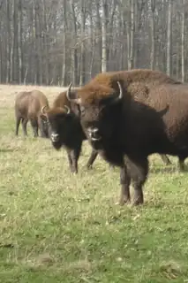 Auf den Spuren der Bisons von Bornholm