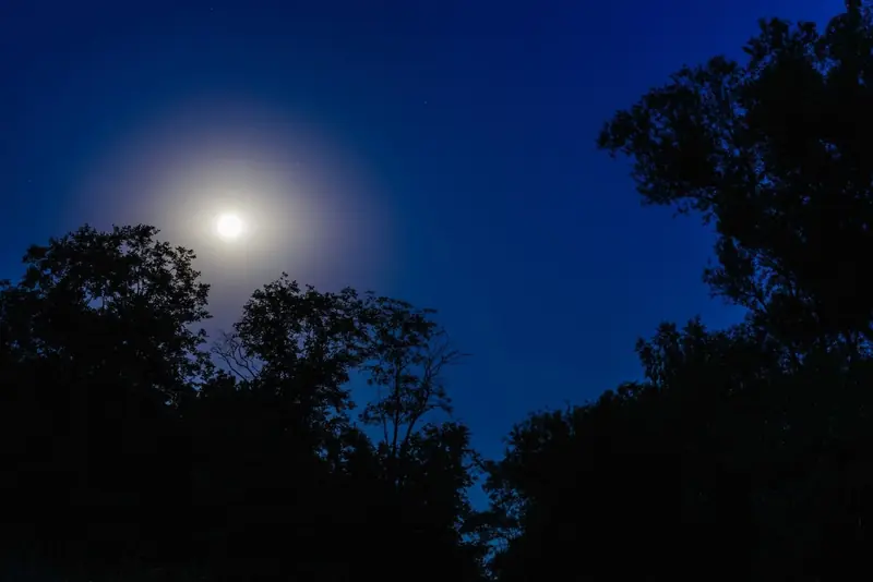 Nat i Naturen / Night in the nature — Shelterplads Staurby Skov, Middelfart