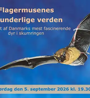 Bat Tour
