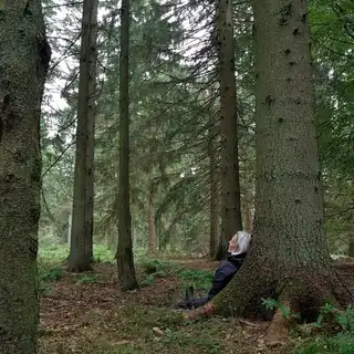 Guided Forest Bathing and Mindful Walk