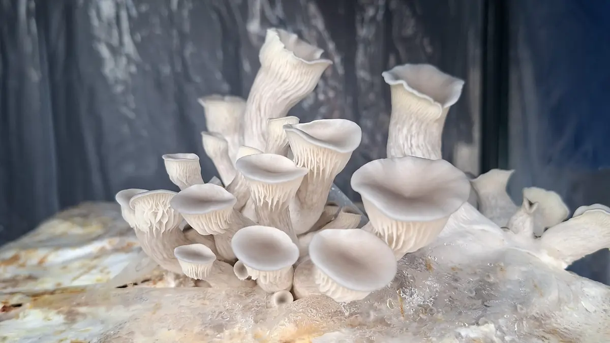 Grow Your Own Mushrooms in the City — Hovedbiblioteket, Aarhus