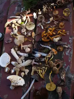 Mushroom Foraging