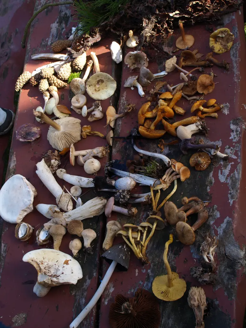 Mushroom Foraging — Trelde Næs p-plads, Fredericia