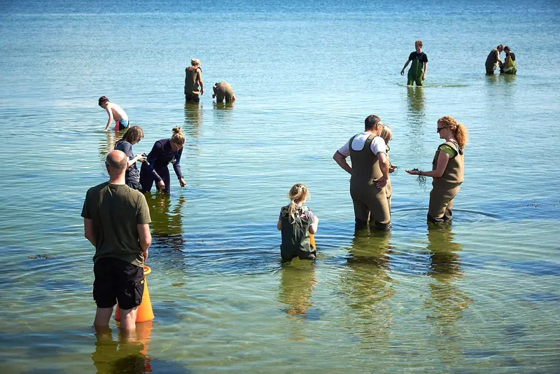 Østers-, musling og tangsafari - Anneberg (Nykøbing Sj) — Dansk Tang, NYKØBING SJ