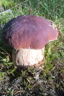 Family Mushroom Hike