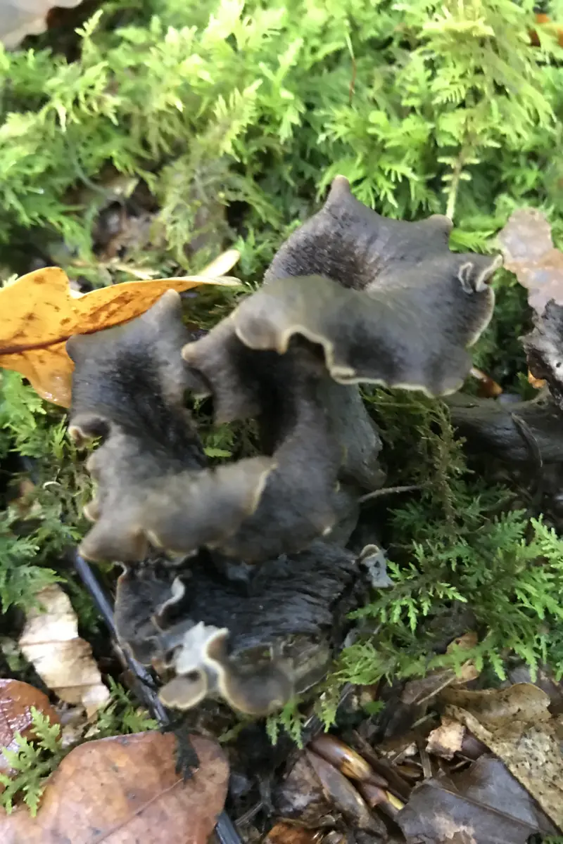 Mushroom Foraging Tour at Trelde Næs — Trelde Næs p-plads, Fredericia