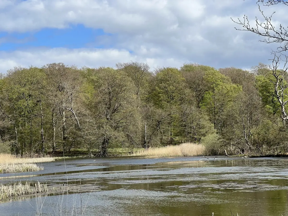 Biblioteksklubbens cafeaftener - Louise Lærke: Naturpark Åmosen — Kalundborg Bibliotek og Borgerservice, Kalundborg