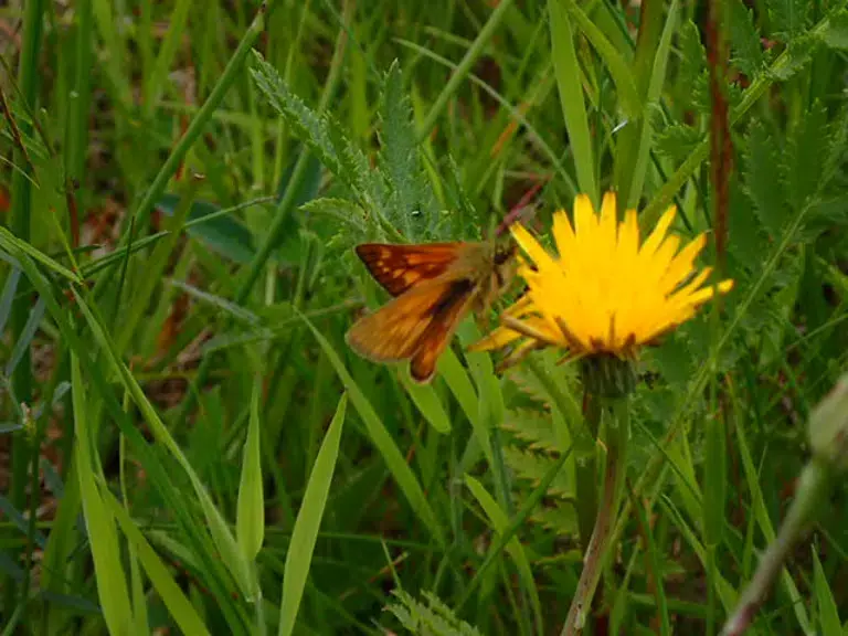 Naturdag i Lindevangsparken — Frederiksberg