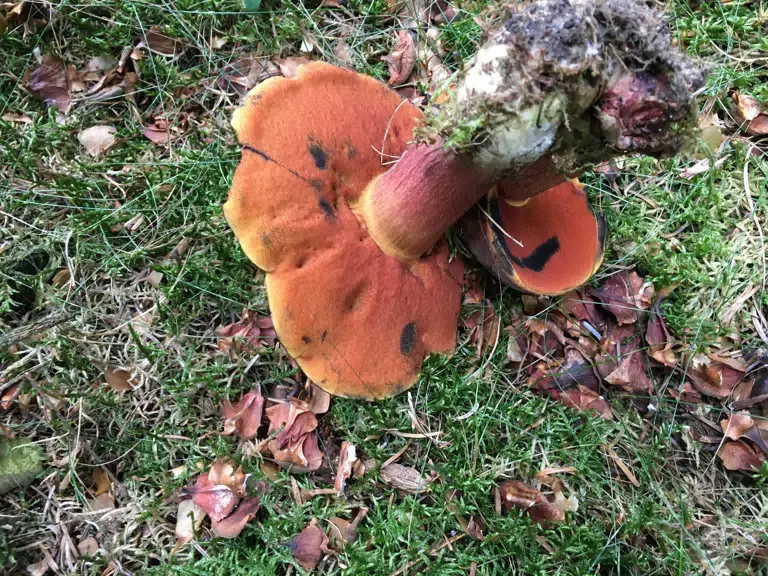 Mushroom Foraging at Bidstrup — Bidstrup Gods, Langå