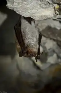 Bat Detector Tour in Sparkær - International Bat Night