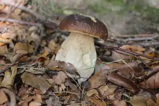 Svampejagt i Slagslunde Skov søndag den 4. okt. kl. 13.00 - ca. 16.00