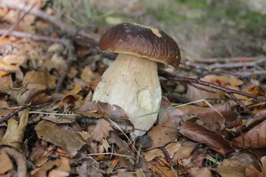 Svampejagt i Slagslunde Skov søndag den 4. okt. kl. 13.00 - ca. 16.00 — Slangerup