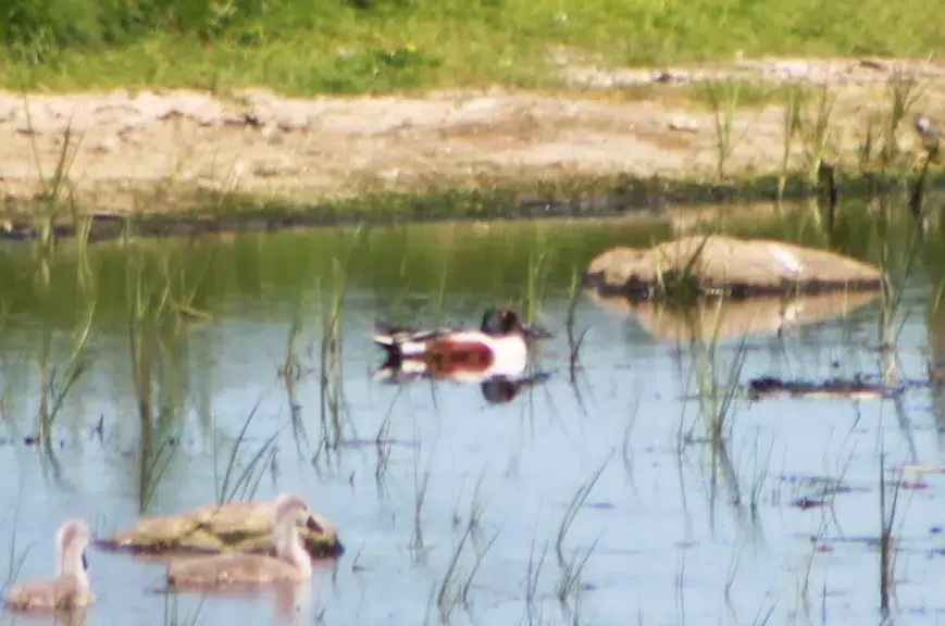 Naturens dag ved Hedensted Søerne — Hedensted Søerne, Hedensted