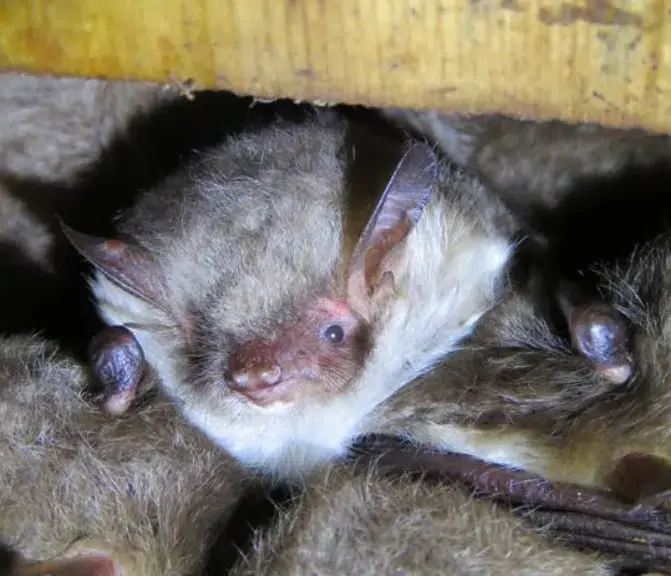 Bat Night 2026 — Søgaard Skov, Aabenraa