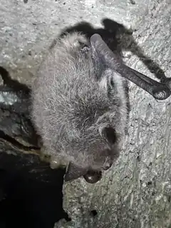 Bat Tour for Families
