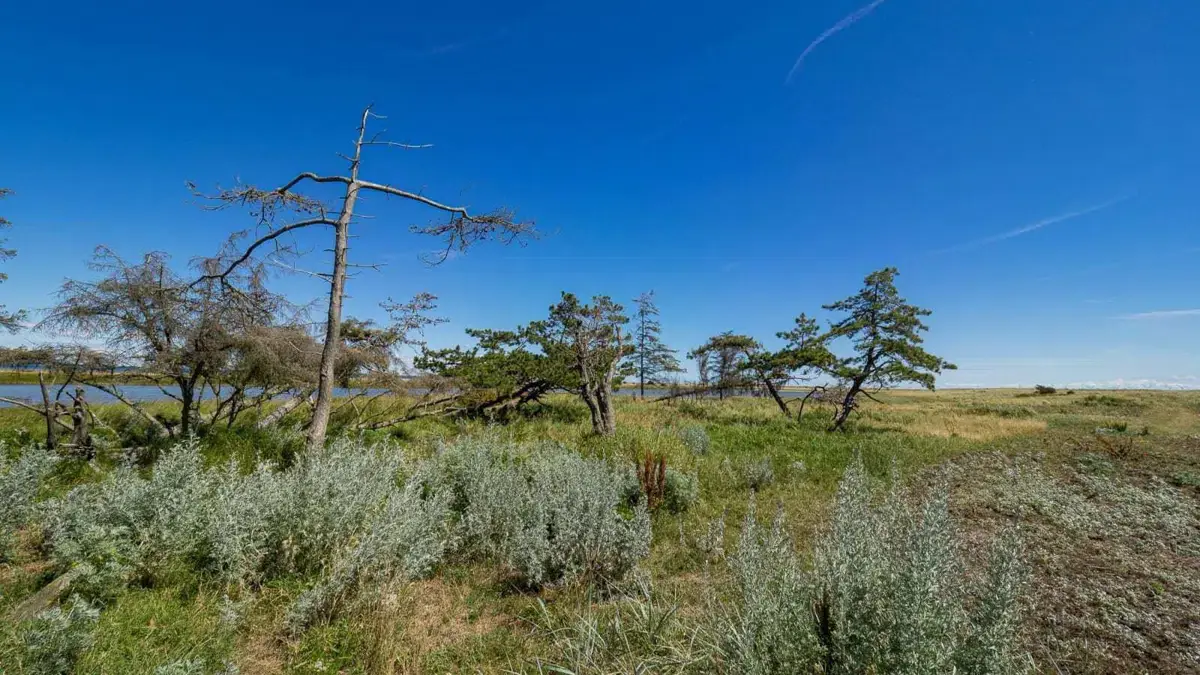 Heldagsbustur til Saksfjed og  Hyllekrog lørdag den 29. August. Arrangører: DN-Furesø og DN-Egedal — Farum