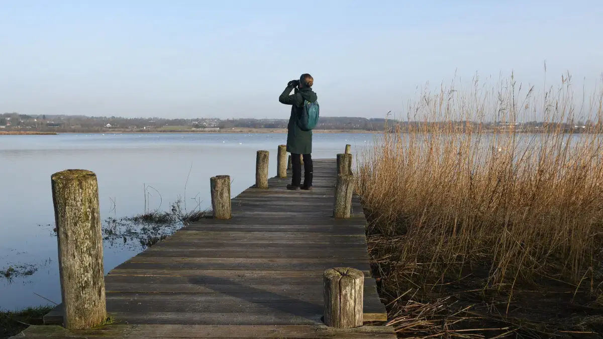 Bird watching tour at Egå Engsø — Egå Engsø, Viengevej 7, Risskov