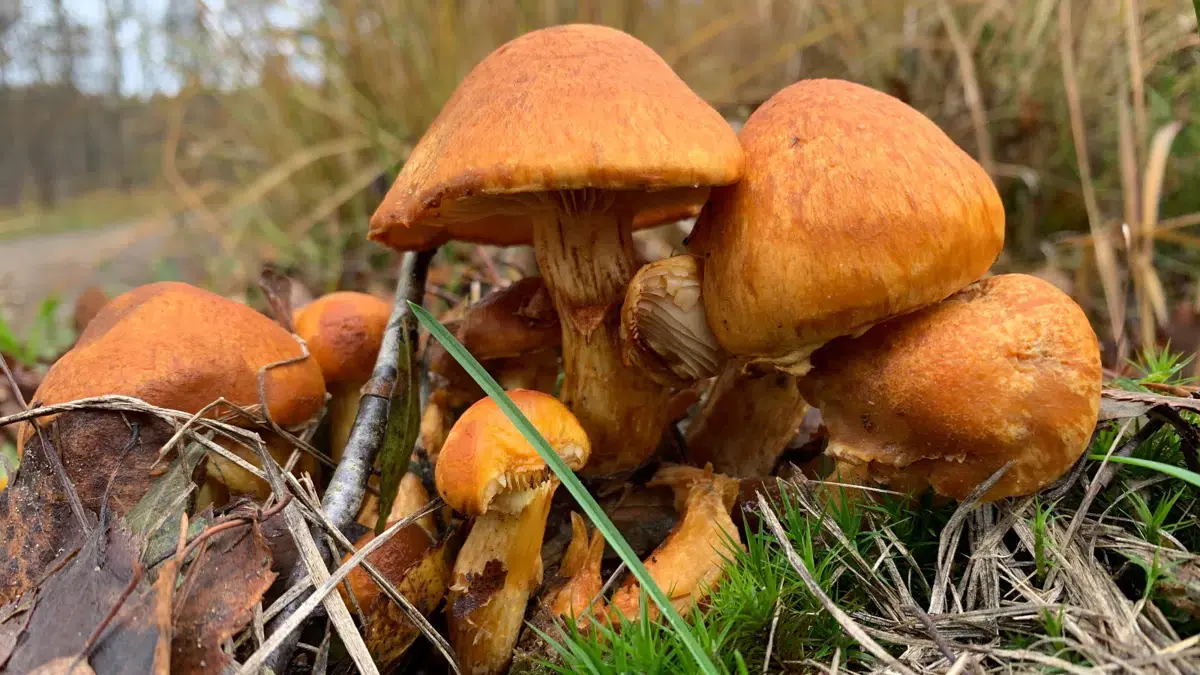 Pilzwanderung — Skillingbro Naturskole, Skørping
