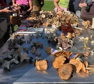 Mushroom Foraging Walk in Tolne Forest