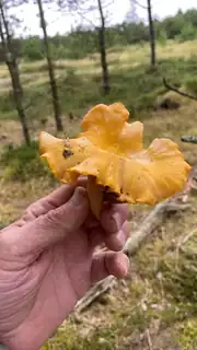 Svampetur i Svanninge Bjerge