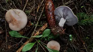 Pilzwanderung in Vestskoven bei Kroppedal