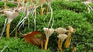 Mushroom Foraging Walk in Jelling Forest