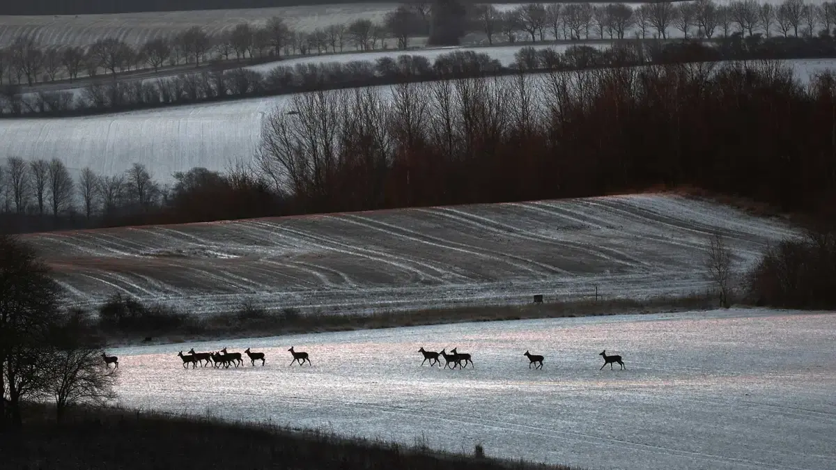 Jagd in Dänemark - im Einklang mit der Natur? — Aarhus