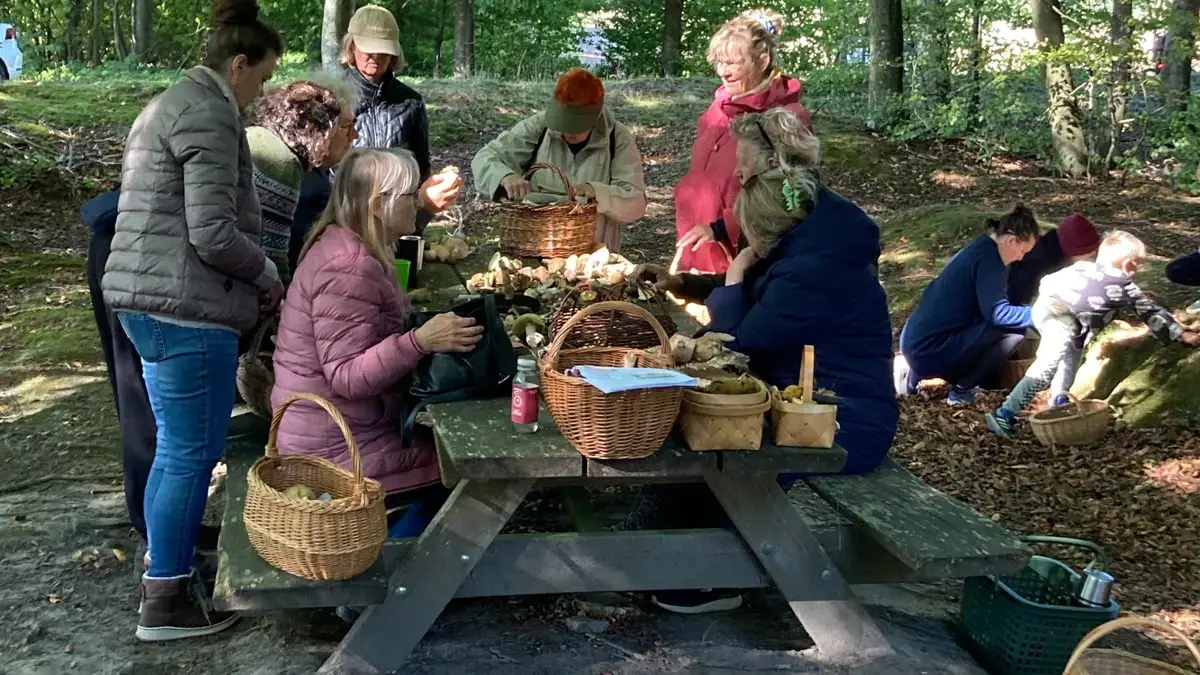 Svampetur til Danstrup Hegn — Fredensborg