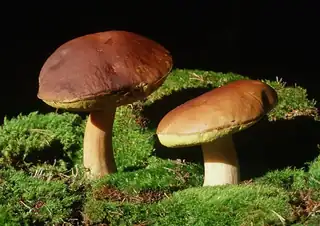 Svampetur