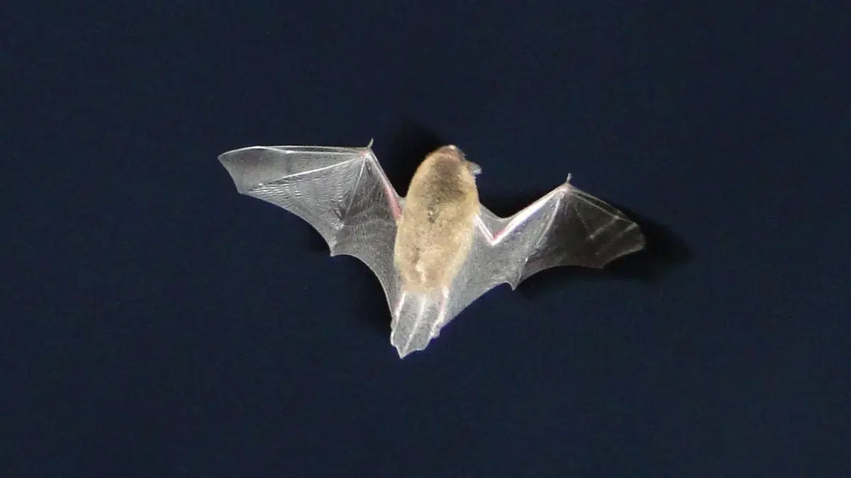 Bat Evening in Sengeløse — Katrinebjerg Mølle, Hedehusene
