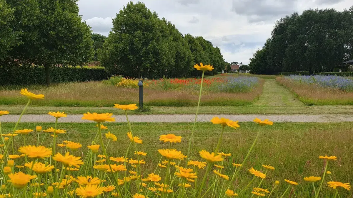 Vild med Vilje Varde - Bioblitz på Gymnasiesletten/Biodiversitetsparken — Østervang, Varde