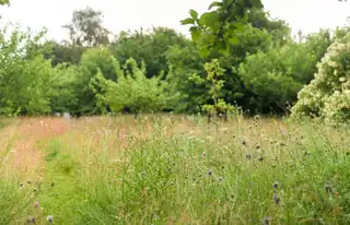 Naturens uge - Naturbingo i Søndermarken