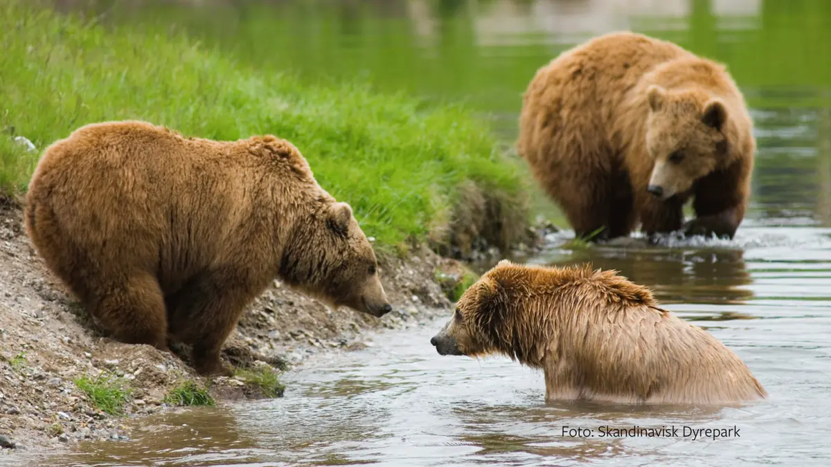 Familiedag i Skandinavisk Dyrepark — Skandinavisk Dyrepark Kolind, Kolind