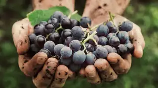 Lær alt om øko-, bio og naturvin (september)