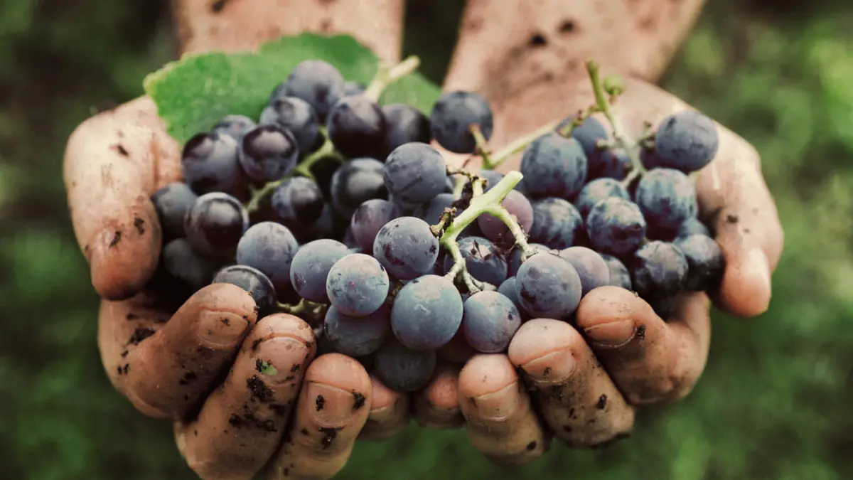 Learn all about organic, biodynamic and natural wine (September) — Winelab Academy, Aarhus