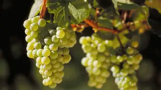 Lær alt om Riesling (februar)
