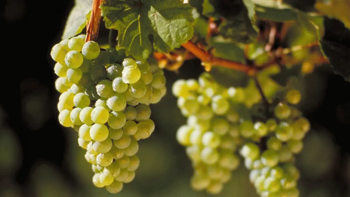 Learn All About Riesling (February) — Winelab Academy, Aarhus