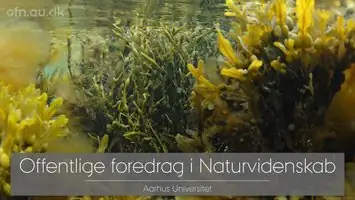 Tang. Livestreamet foredrag