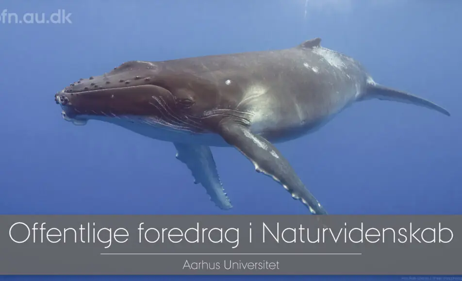 Hunting with the Ocean's Giants · Elværket Åbyhøj, Åbyhøj