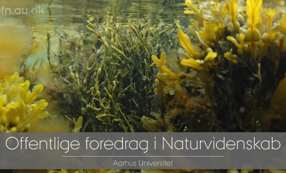 Seaweed — Elværket Åbyhøj, Åbyhøj