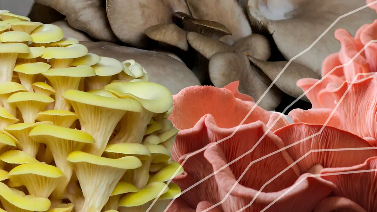 Designing your own mushroom kit /w Mushi Mushi — FabLab Spinderihallerne, Vejle