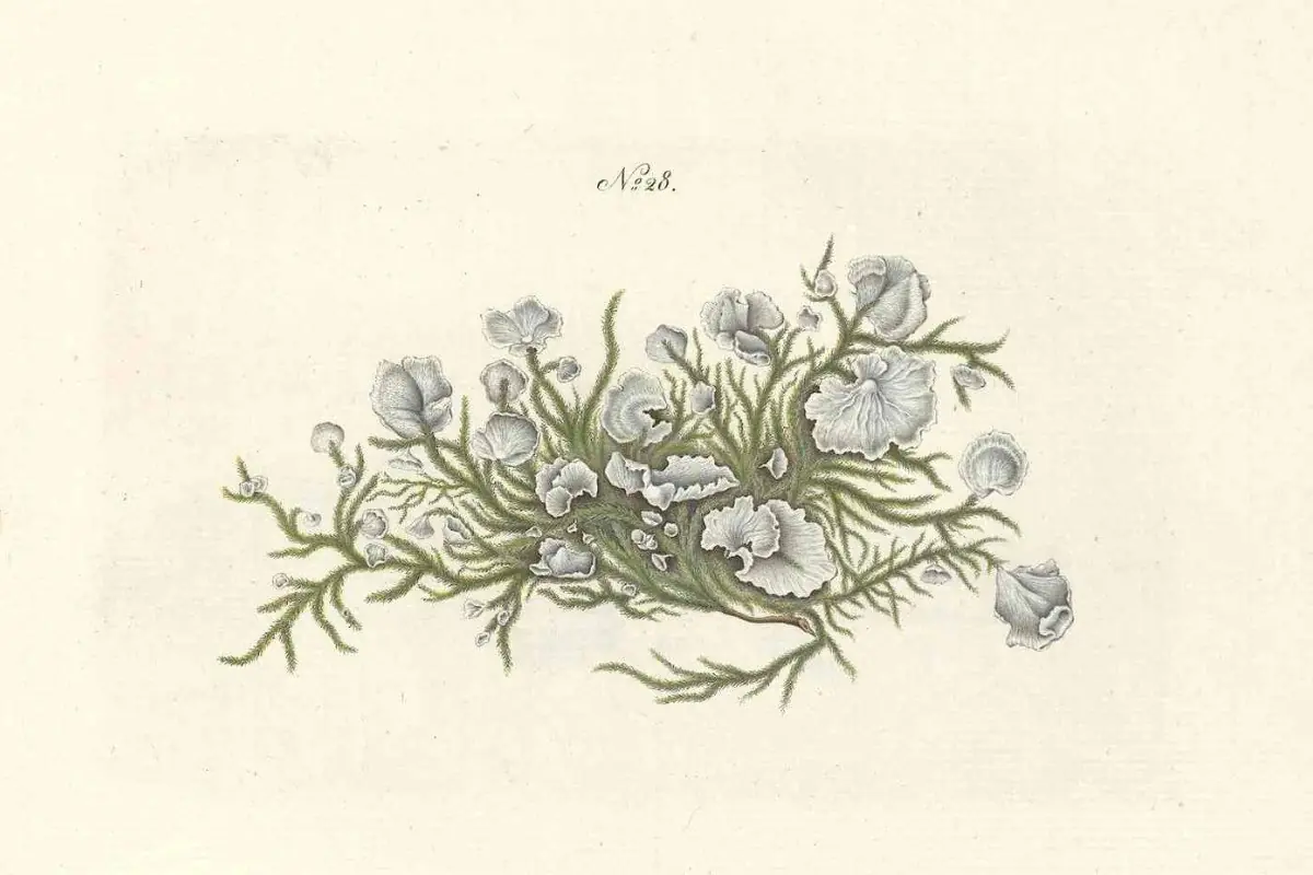 Lyksagelige stunder i naturen med de danske svampe — Sophienholm Kunsthal, Kongens Lyngby