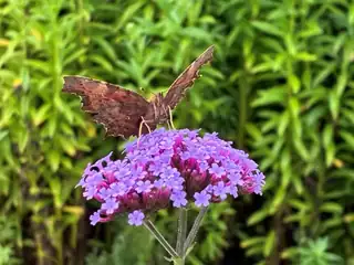 Michael Stoltze: Danish Butterflies - Nature's Poetry on Wings