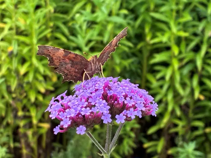 Michael Stoltze: Danish Butterflies - Nature's Poetry on Wings — Høng Hallen, Høng