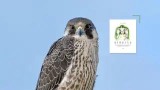 Birding - Fortællinger om fugle og hvorfor mennesker kigger på dem