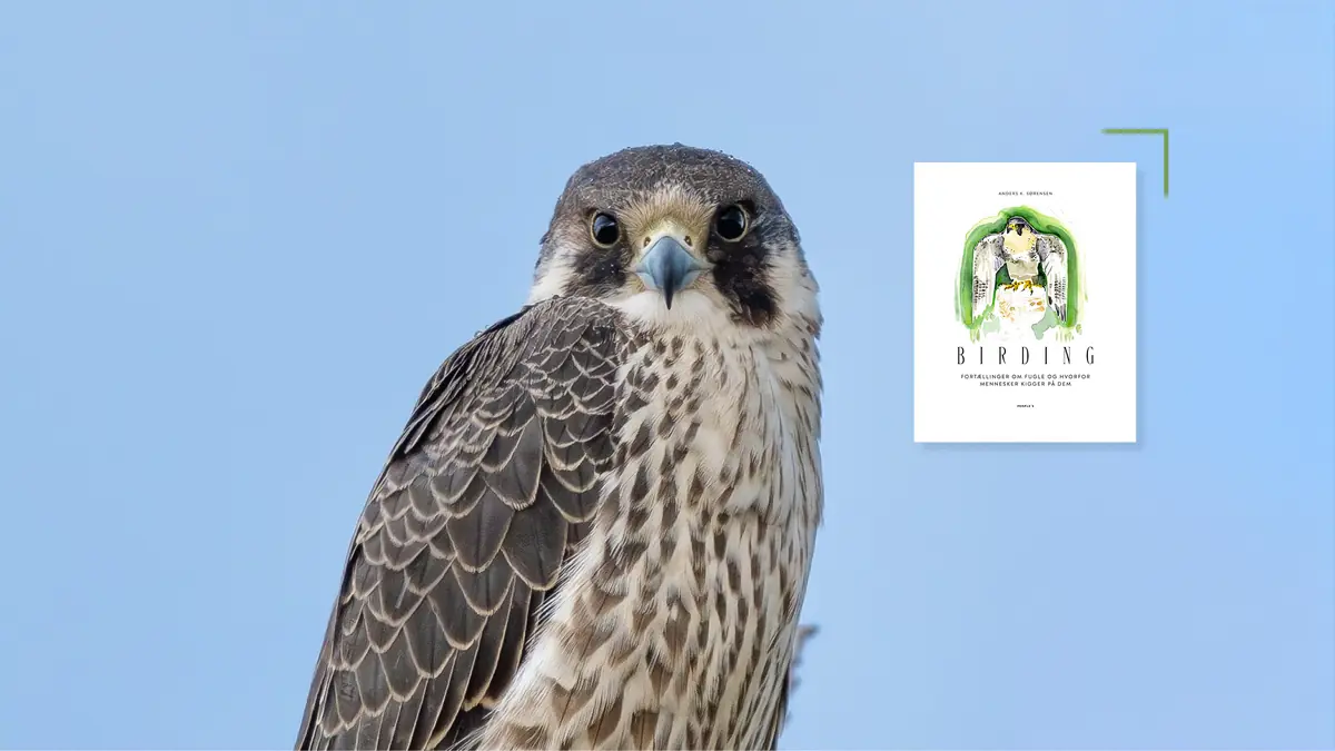 Birding - Fortællinger om fugle og hvorfor mennesker kigger på dem — Borup Bibliotek, Borup